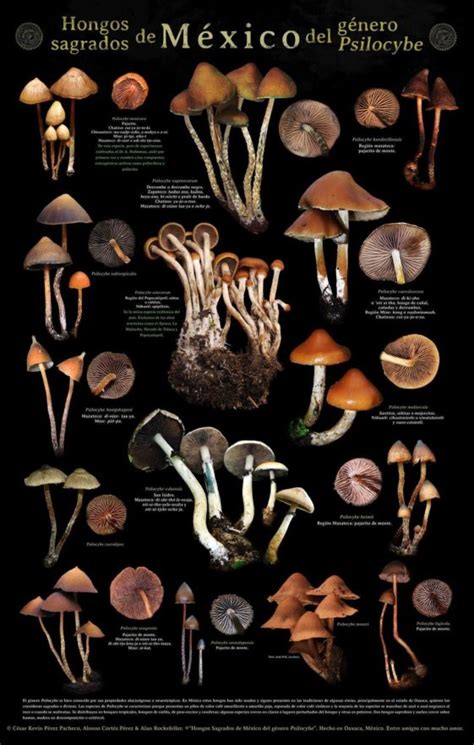 list of psilocybin mushrooms